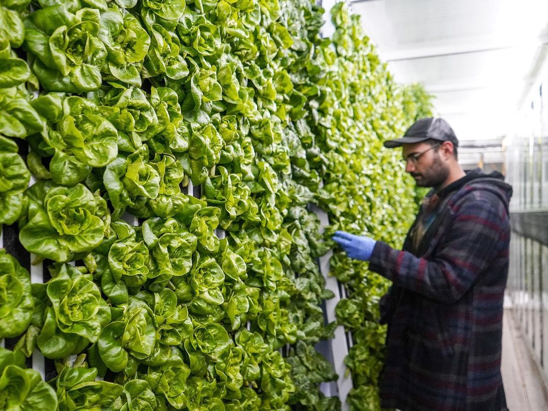 Farmer Picking Greens